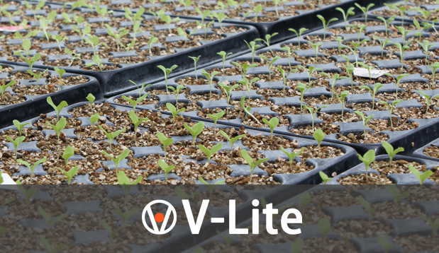 Seedlings growing in V-Lite Exfoliated Vermiculite