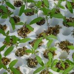 V-Lite Exfoliated Vermiculite